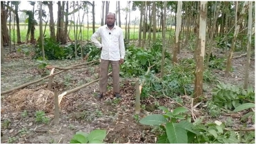 সোনাতলায় বর্গাচাষির ধান কেটে নেওয়ার পর গাছ নিধন